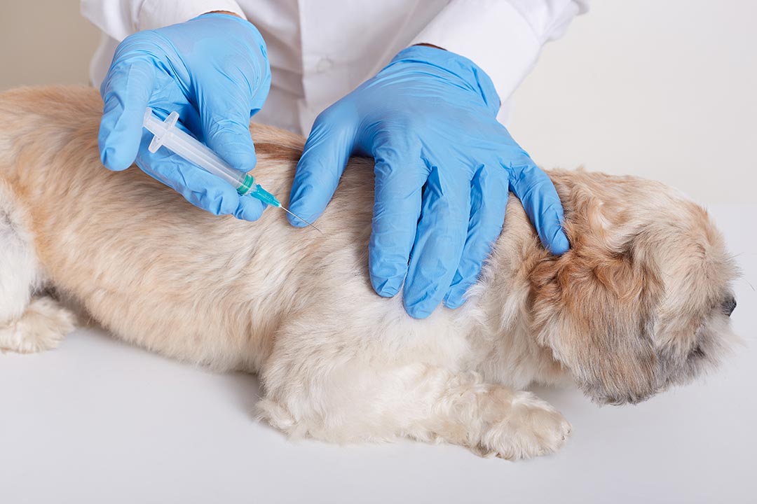 Vaccinating dogs and puppies
